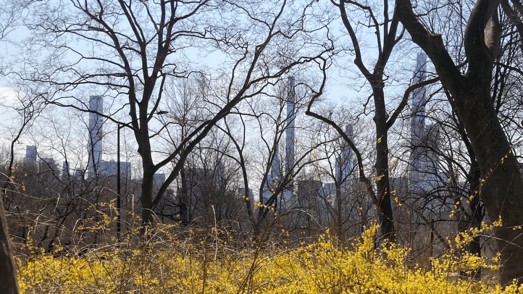 Pizmo or Vegetable&nbsp;Oil