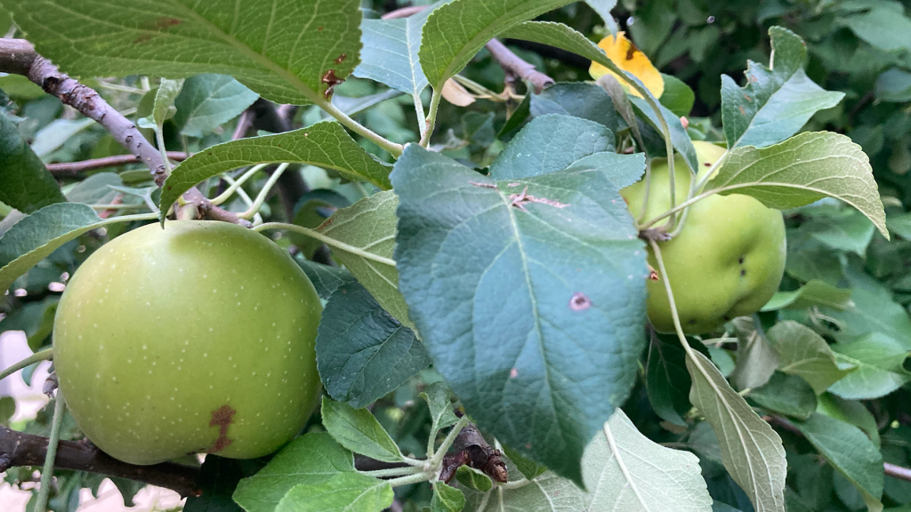 The meek shall inherit the&nbsp;earth