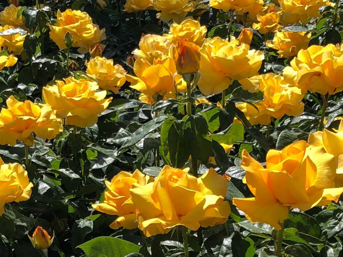 A Cheerleader Orders a&nbsp;Burger