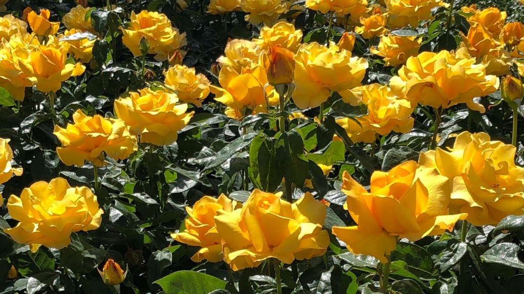 A Cheerleader Orders a&nbsp;Burger